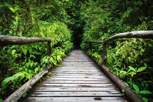 Photo of a Wood footpath in tropical rain forest
