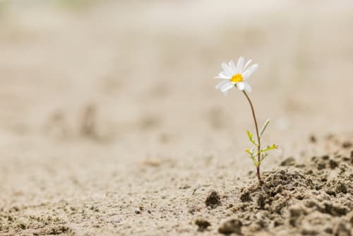 Photo of a single flower growing