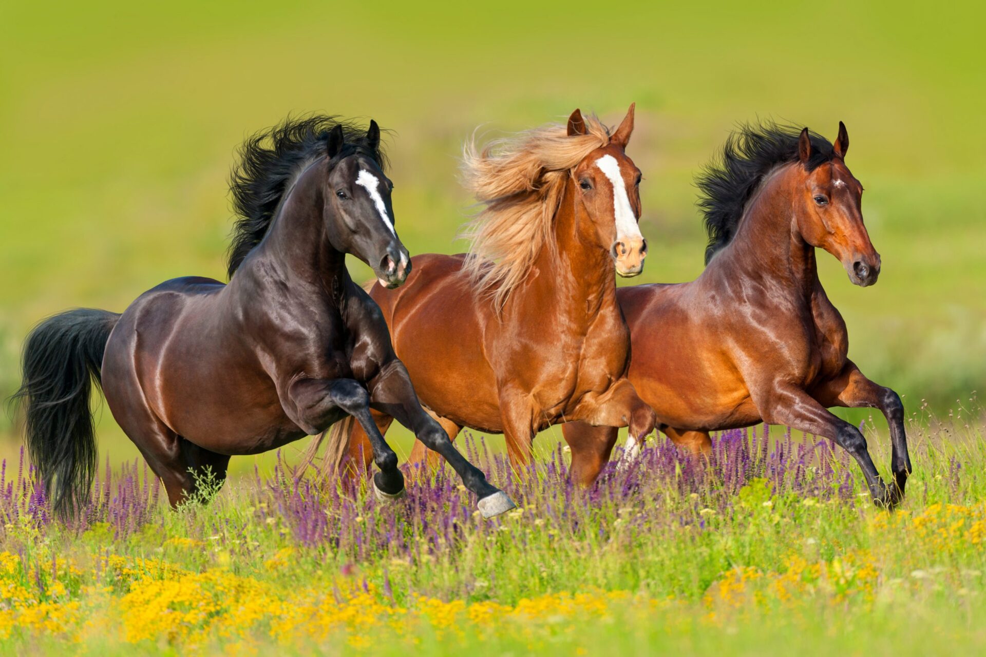 Photo of horses running in a field