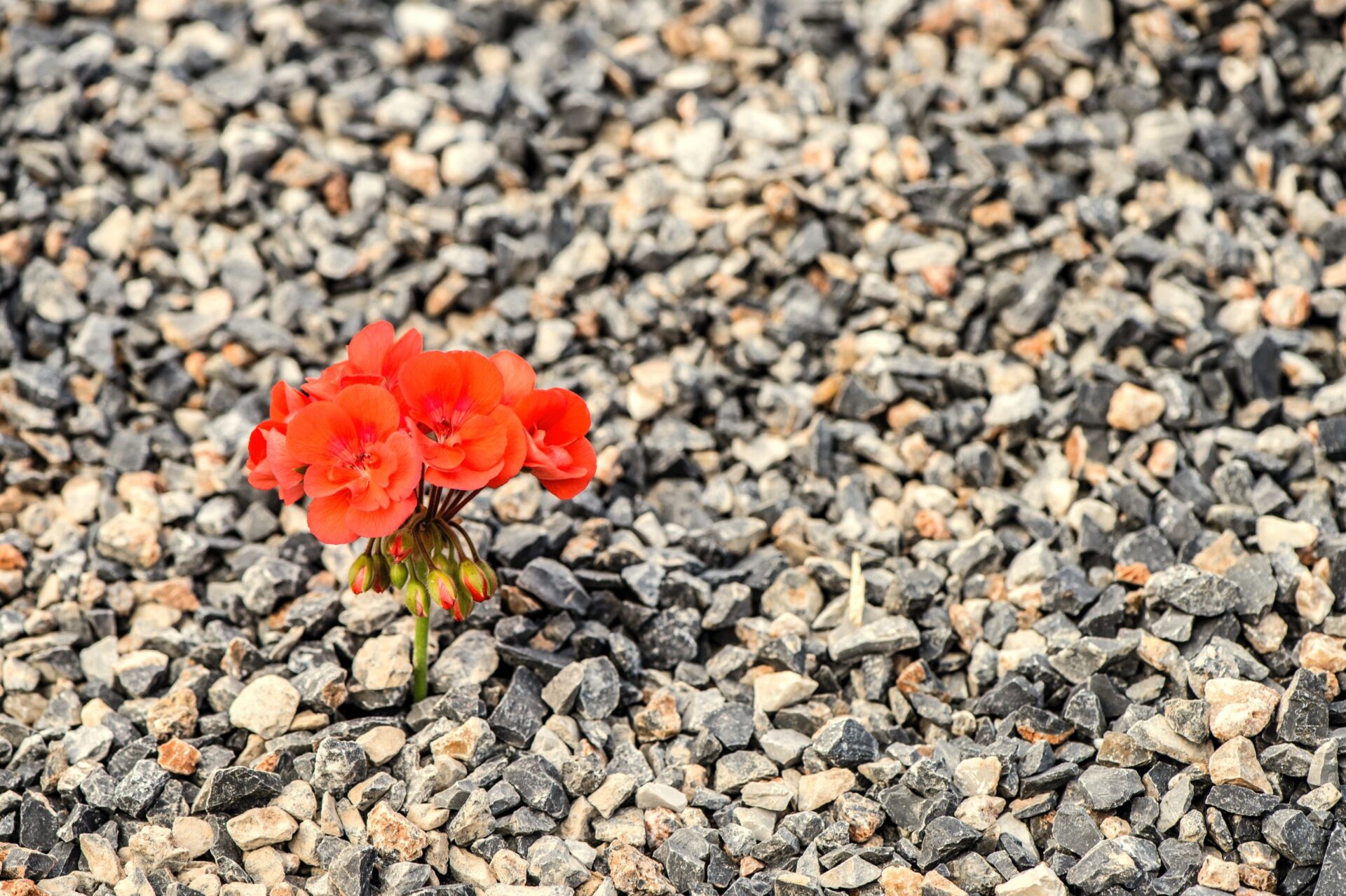 Photo of a flower growing in some stones
